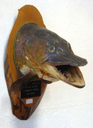 Fischkopf.jpg